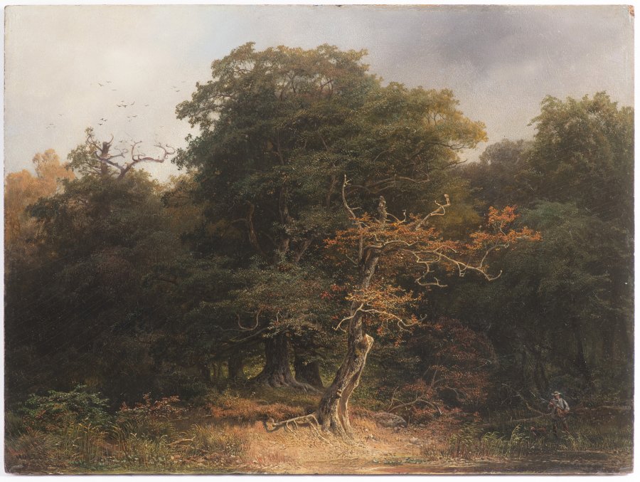 FOREST LANDSCAPE