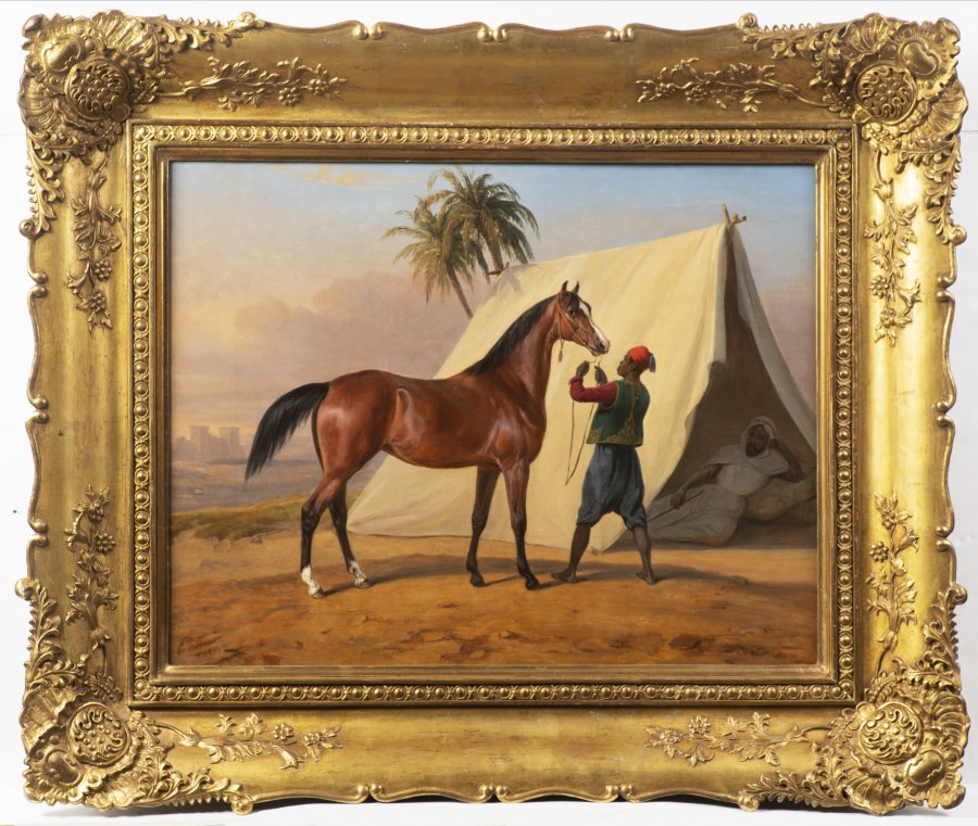 SHOWING AN ARABIAN HORSE