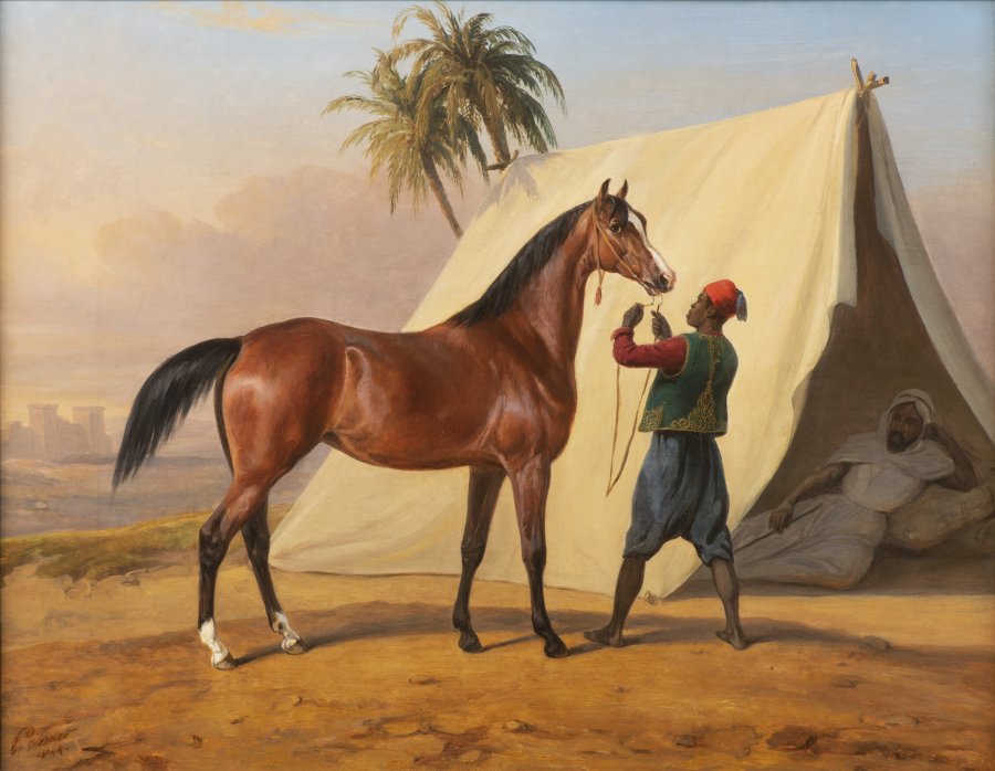 SHOWING AN ARABIAN HORSE