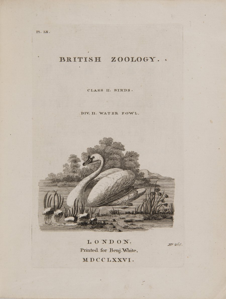 BRITISCHE ZOOLOGIE