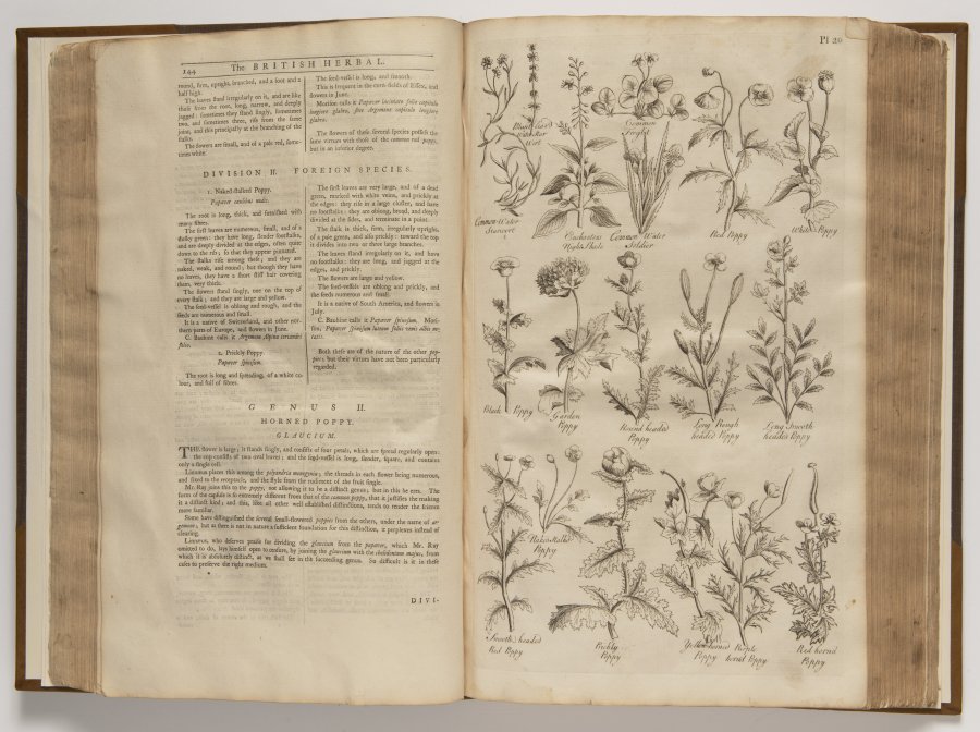 The British Herbal : An History of Plants and Trees, Natives in Britain, Cultivated for Use, or Raised for Beauty.