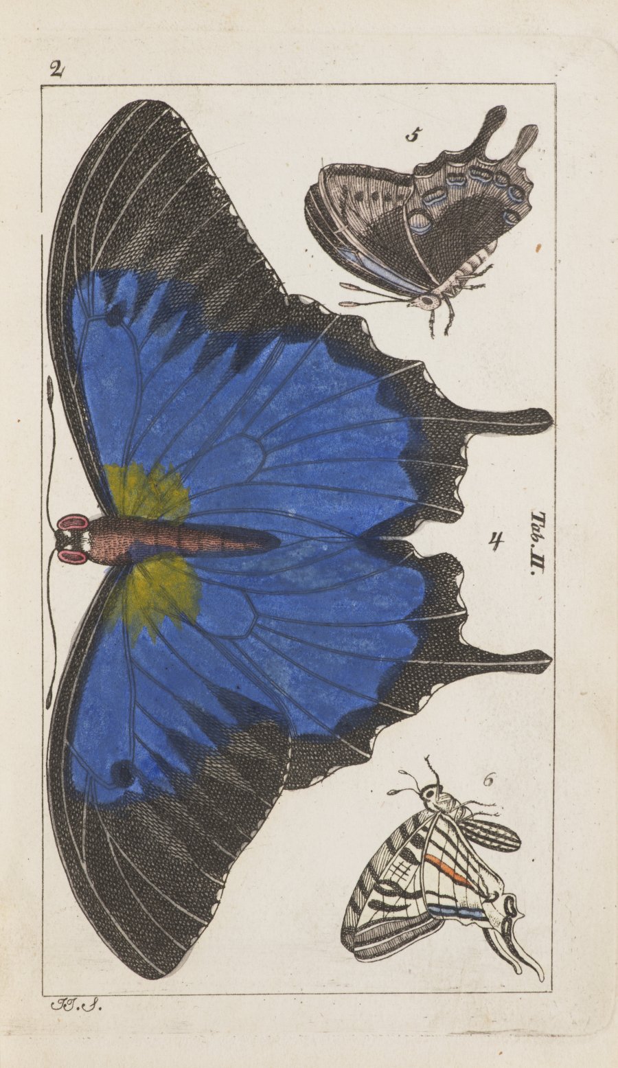 ATLAS OF INSECTS AND BUTTERFLIES