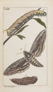 ATLAS OF INSECTS AND BUTTERFLIES