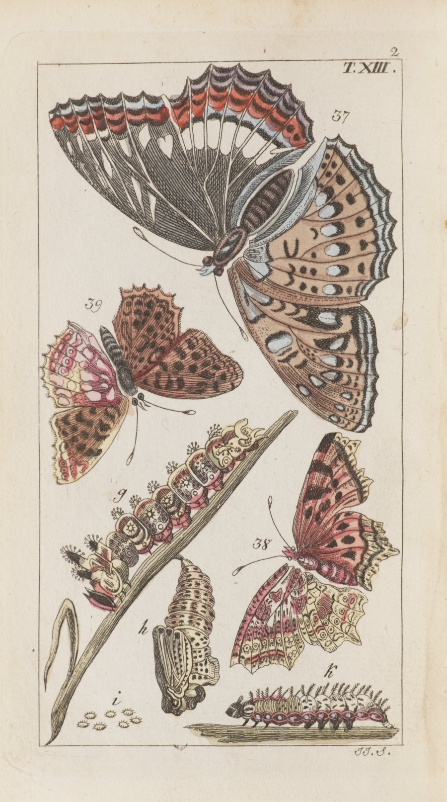 ATLAS OF INSECTS AND BUTTERFLIES