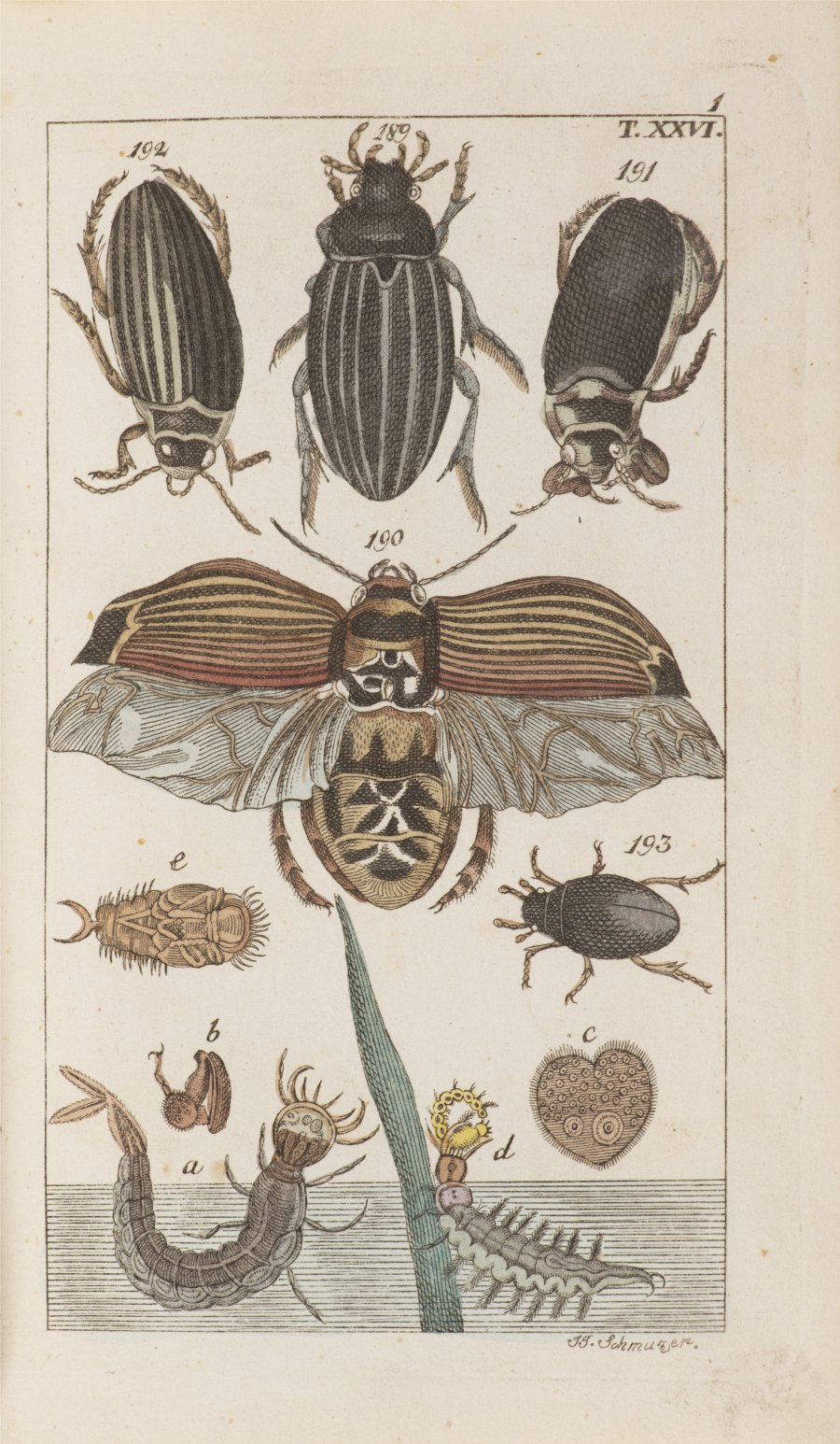 ATLAS OF INSECTS AND BUTTERFLIES
