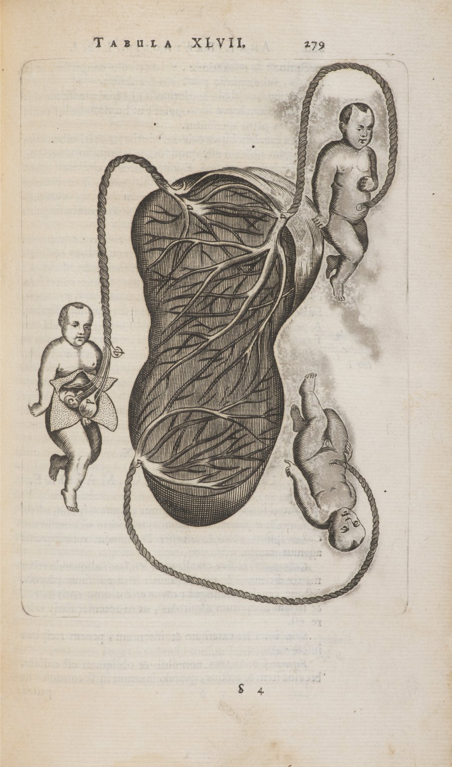 ČTVRTÁ REVIDOVANÁ ANATOMIE