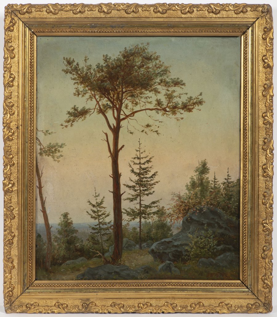 FOREST LANDSCAPE
