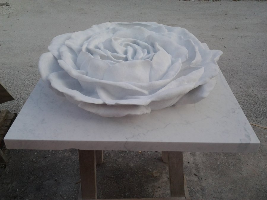 A WHITE ROSE