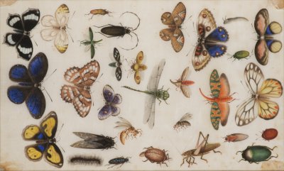 A STUDY OF INSECTS