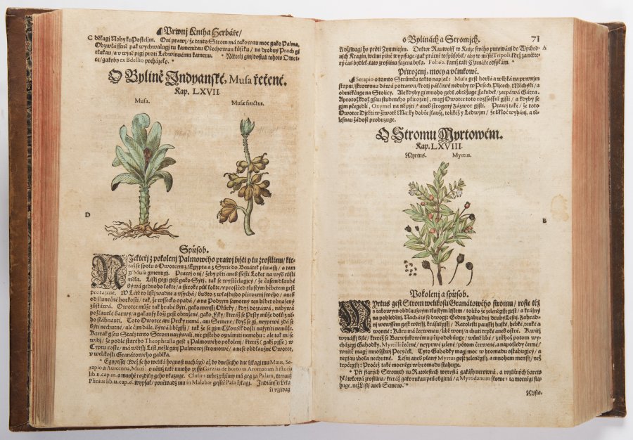 A HERBARIUM