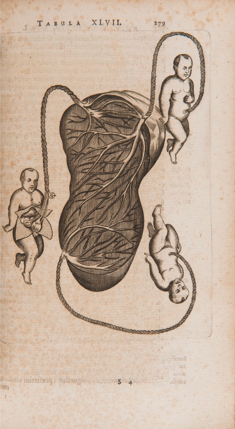 ANATOME QUARTUM RENOVATA (Anatomie, 4. Ausgabe)
