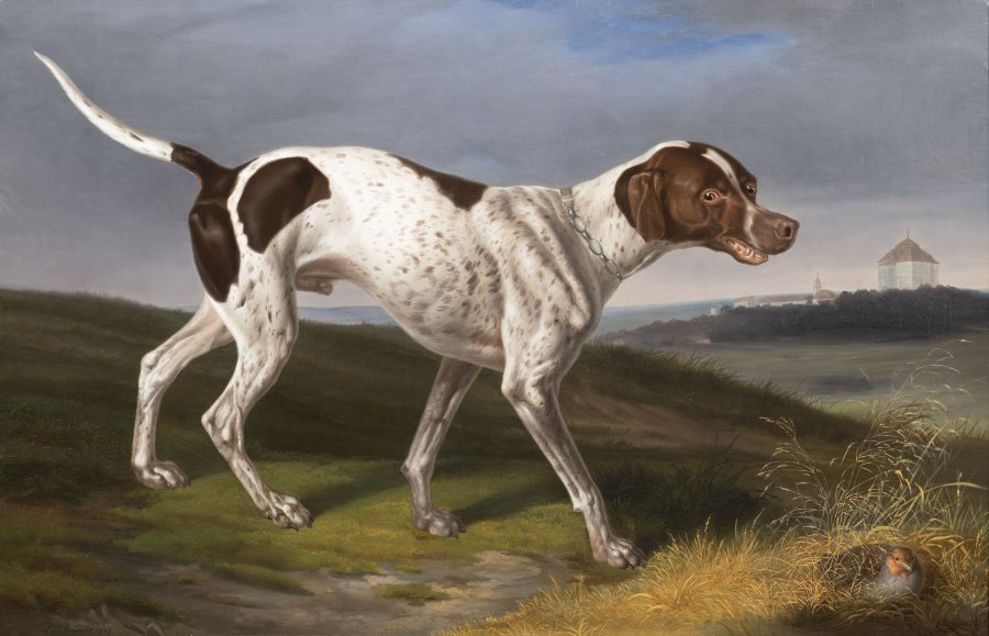 PORTRAIT OF A POINTING DOG