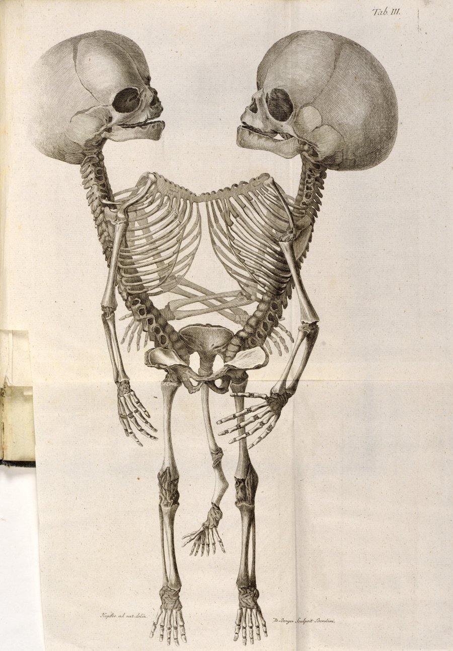 ANATOMISCHE BEOBACHTUNGEN