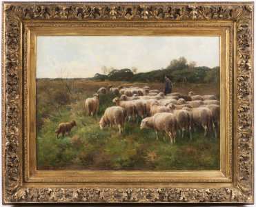 Sheep at Pasture