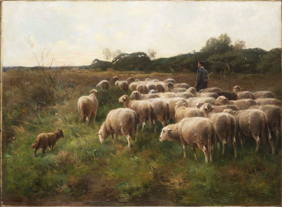 Sheep at Pasture