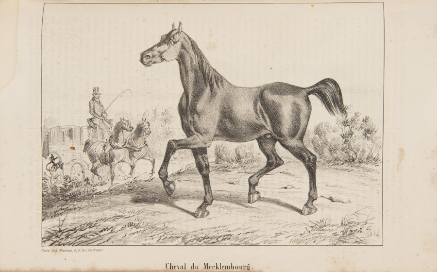 ILLUSTRATED HORSE ENCYCLOPEDIA