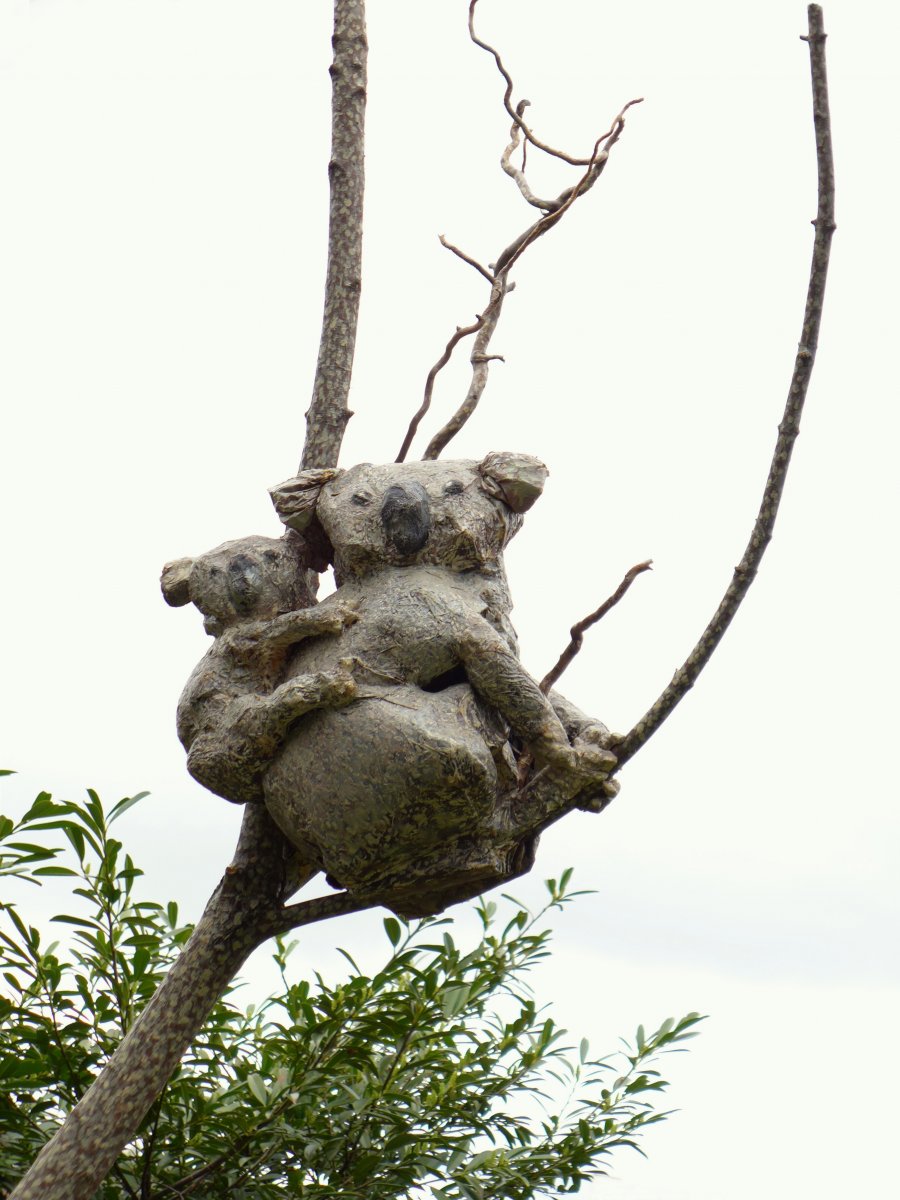 Koala