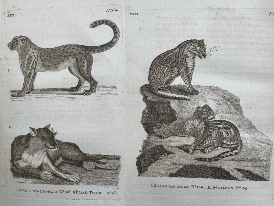 ILLUSTRATED HISTORY OF QUADRUPEDS