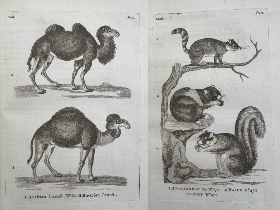 ILLUSTRATED HISTORY OF QUADRUPEDS