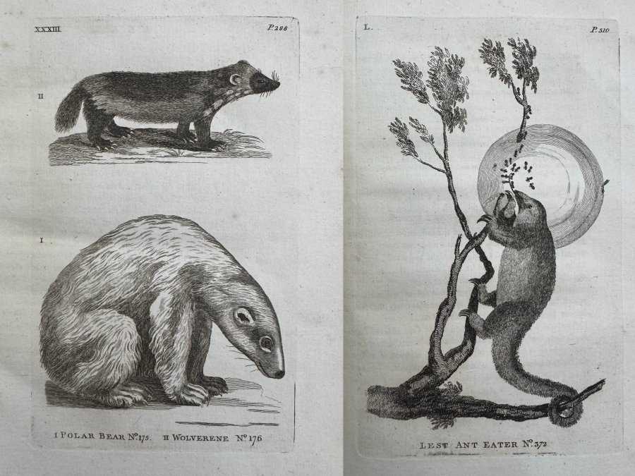 ILLUSTRATED HISTORY OF QUADRUPEDS